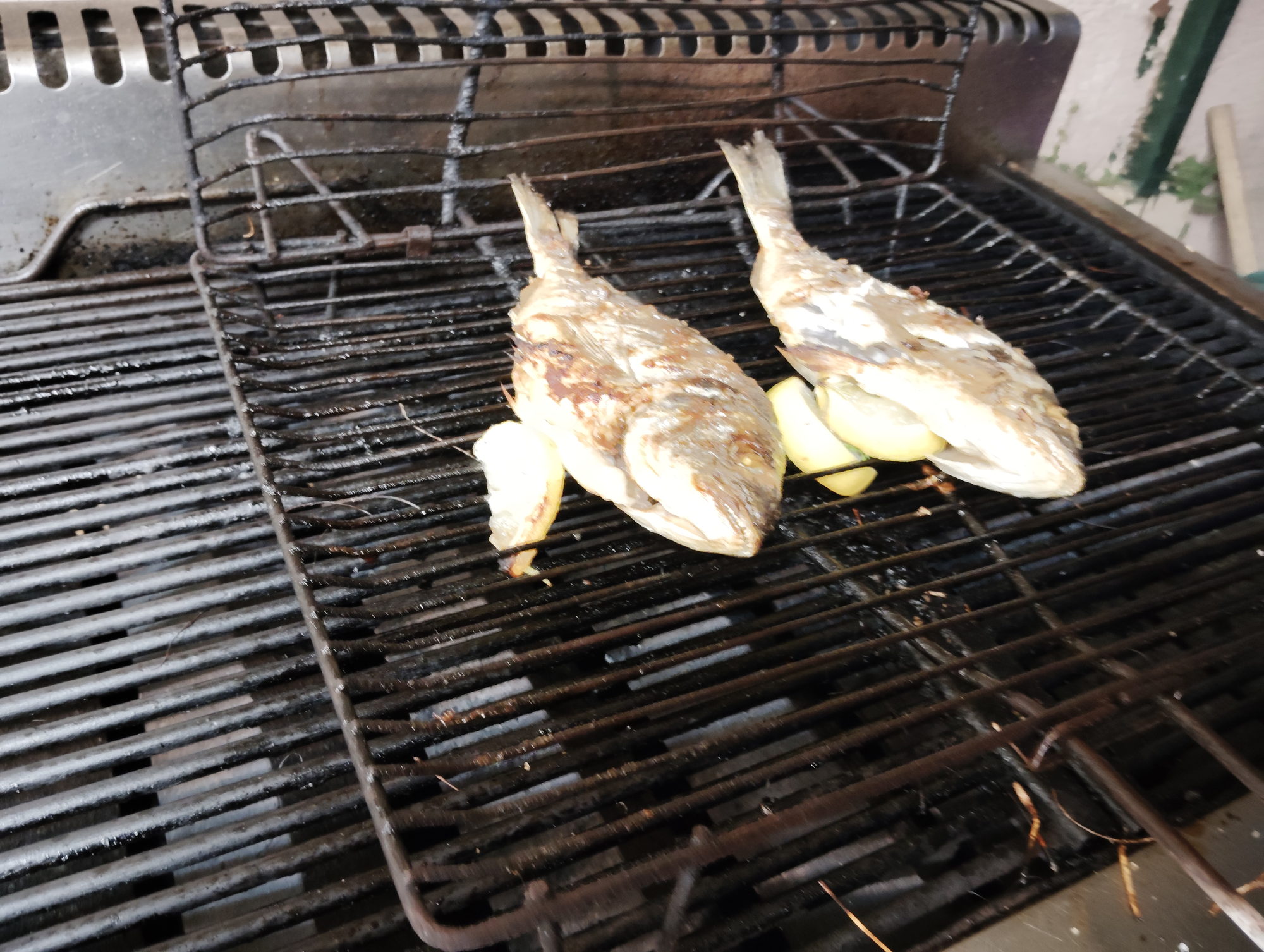 Two grilled sea bream with lemon slices on the barbecue